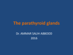 The parathyroid glands