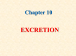 Chapter 10 EXCRETION Control of Body Temperature and Water