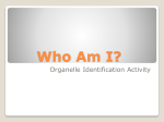 Who Am I? - TeacherWeb