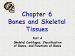 Function of Bones