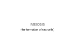 03 Meiosis Lesson
