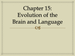Chapter 15: Evolution of the Brain and Language