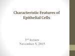 Characteristic Features of Epithelial Cells 3 rd lecture November 5