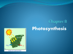 Chapter 4 Photosynthesis PPT