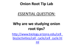 Onion Root Tip Lab ESSENTIAL QUESTION: Why