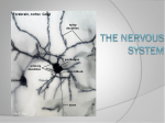 Nervous System PowerPoint