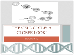 The Cell Cycle: A closer look!