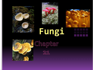 Fungi - My Haiku