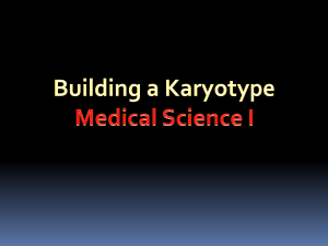Karyotype - Alvinisd.net