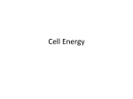 Cell Energy - Denton ISD