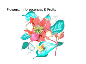Flower Inflorescence