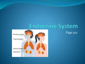 Endocrine System