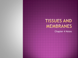 Tissues and membranes - Mrs. Hud`s Wacky World of Biology