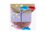 power point plants