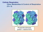 9.6 Respiration 4 (Control and other metabolites)