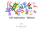 Cell replication - Mitosis