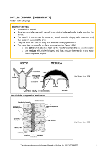 PHYLUM: CNIDARIA (COELENTERATA)