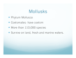 Mollusks - SPS186.org