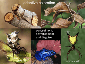 adaptive coloration