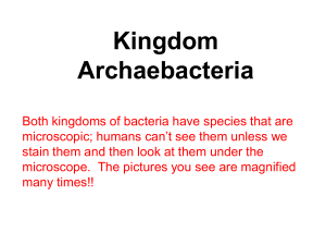 Kingdom Archaebacteria