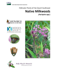 Native Milkweeds of the Desert Southwest