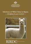Inheritance of White Colour in Alpacas