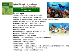 Animal Diversity - Invertebrates Read: Text ch 27 Bullet Points