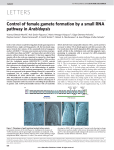 Control of female gamete formation by a small RNA pathway in