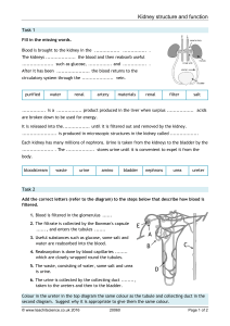 Kidney Function and Structure