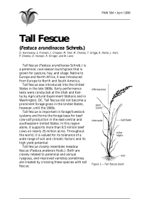 Tall Fescue (Festuca arundinaea Schreb.)