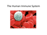 Immune System Notes