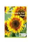 Sunflowers for Pots - Pro