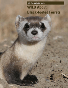 WILD About Black-footed Ferrets