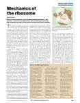 news and views Mechanics of the ribosome