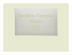 Seedless Vascular Plants pm lab
