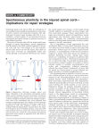 Spontaneous plasticity in the injured spinal cord