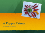 A Pepper Primer - Agricultural Sustainability Institute