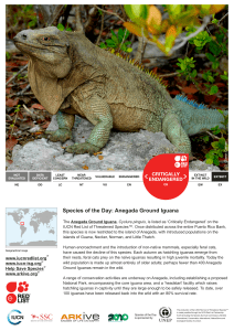 Species of the Day: Anegada Ground Iguana