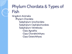Phylum Chordata Class Fish