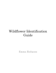 Wildflower Identification Guide