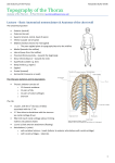 ABS` Anatomy of the Thorax
