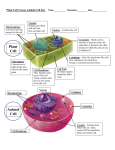 Plant Cell Animal Cell