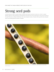 Strong seed pods - Bayer research Magazine