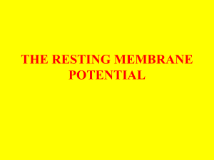 the resting membrane potential