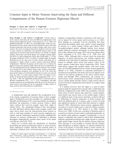 Common Input to Motor Neurons Innervating the Same and Different