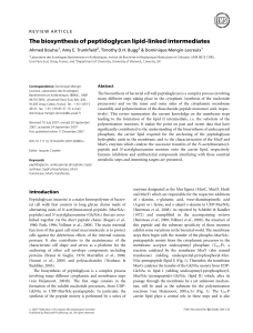 The biosynthesis of peptidoglycan lipid