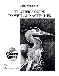 Teacher`s Guide to Wetland Activities