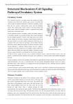 Structural Biochemistry/Cell Signaling Pathways/Circulatory System