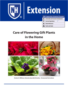 Care of Flowering Gift Plants in the Home