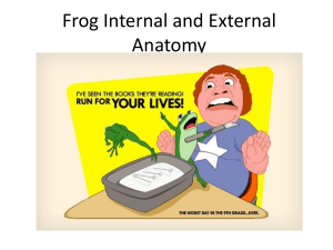 Frog Internal and External Anatomy